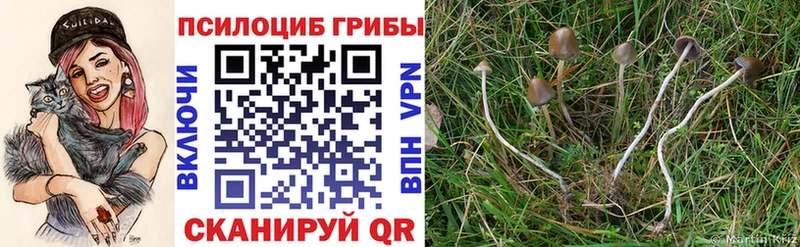 Галлюциногенные грибы Psilocybe  даркнет официальный сайт  Омск  где продают  